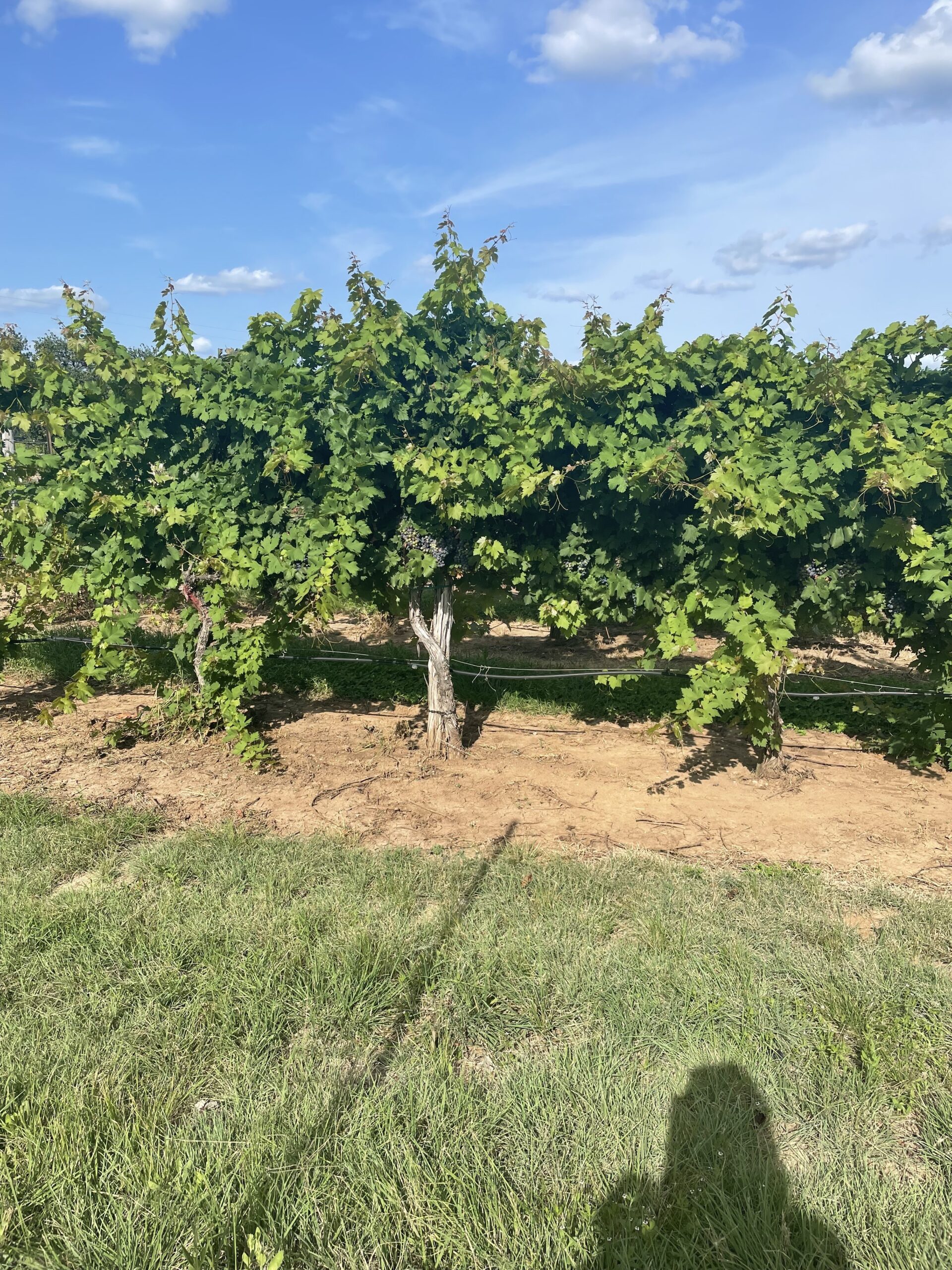 some grape vines at a vineyard, the sky is blue, its a sunny day